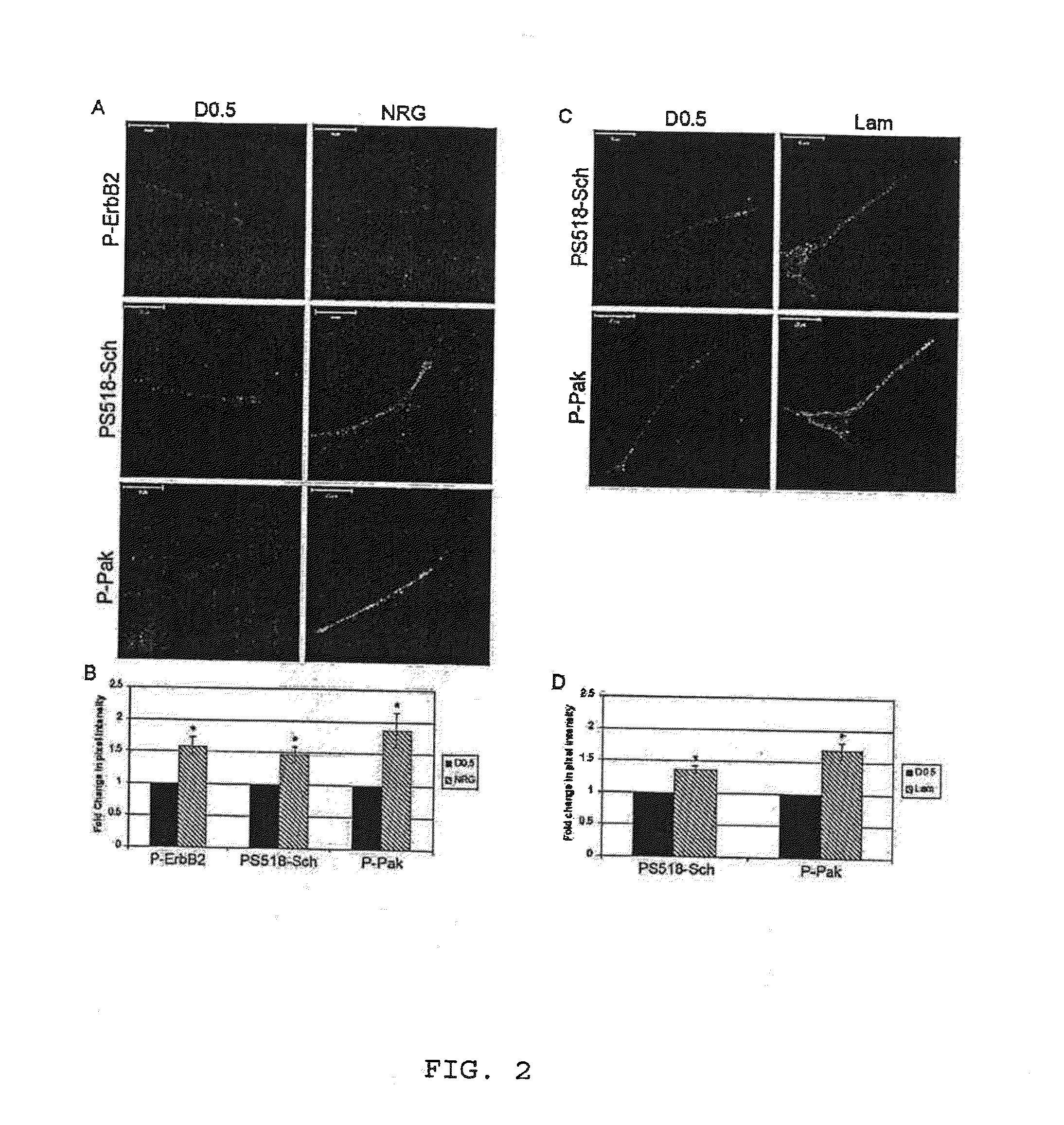 Methods of inducing and preventing neurofibromatosis in schwann cells