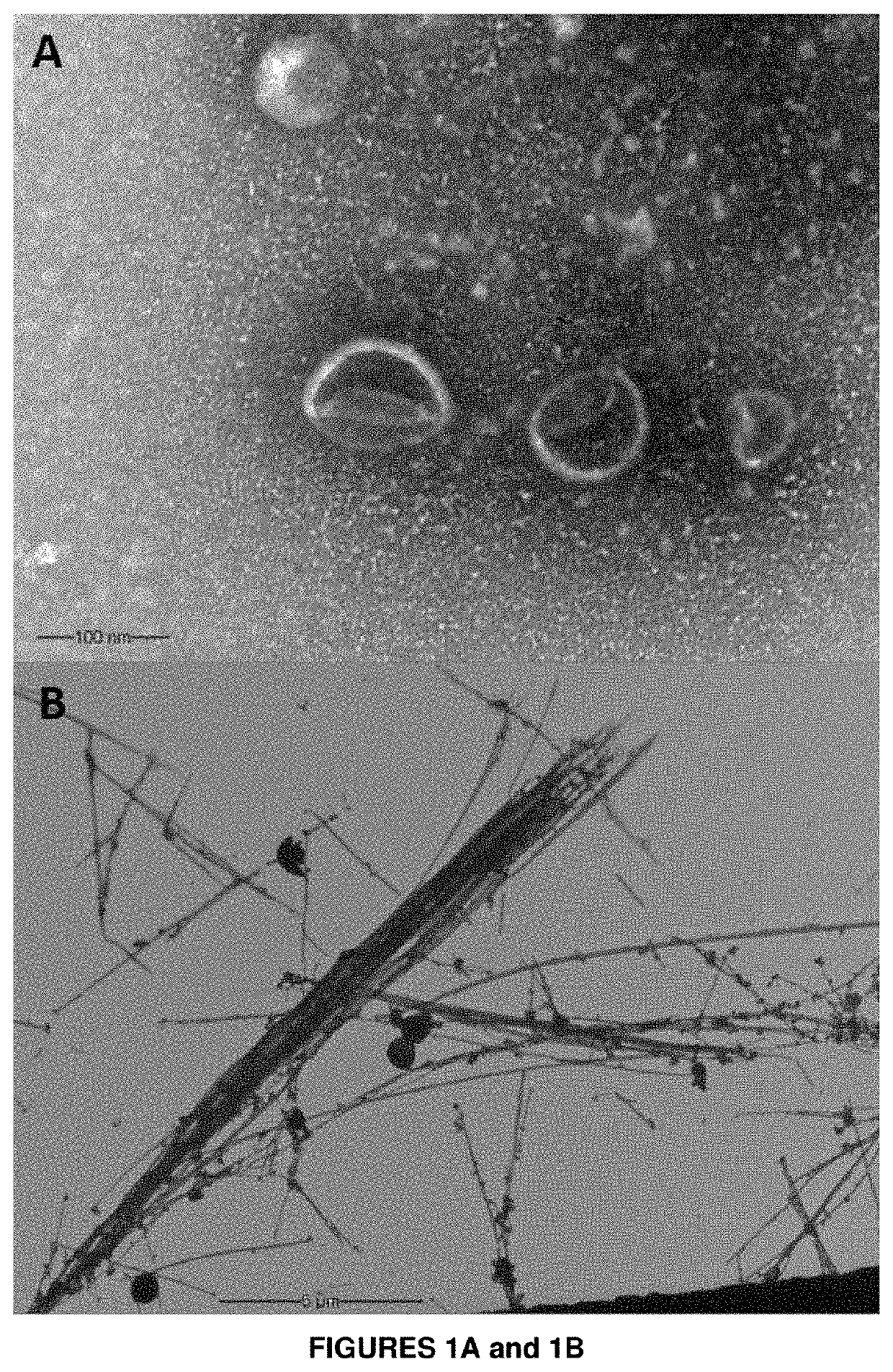 Formulation of fish vaccine based on lipidic nanovesicles, in particular, a proteoliposome or cochleate, with activity against the salmonid rickettsial syndrome (SRS)