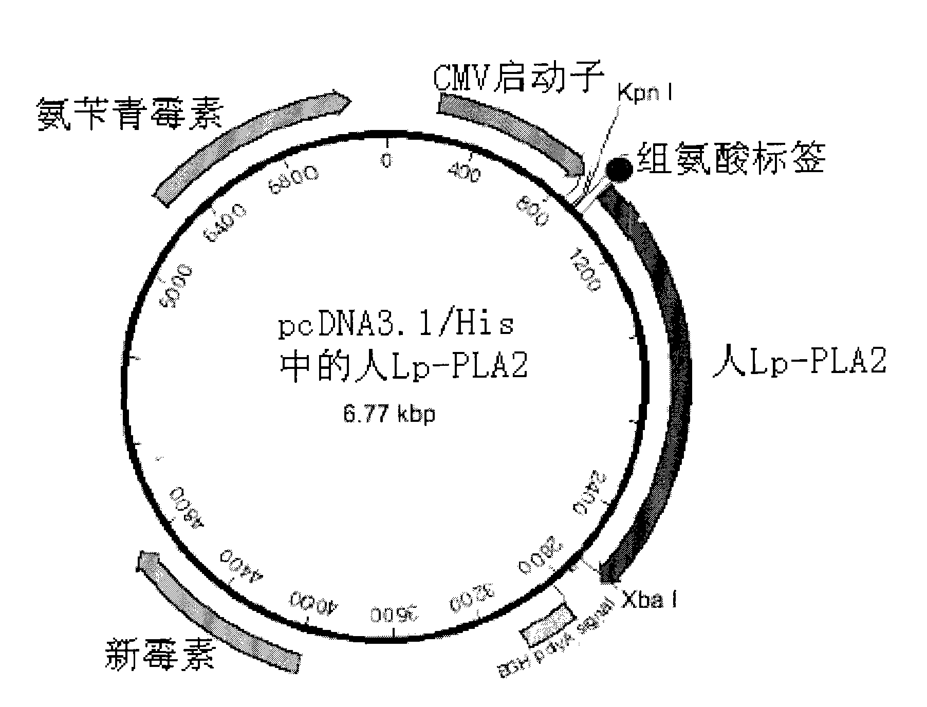 Immunological detecting kit and preparation method and using method thereof