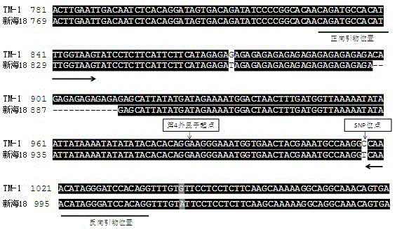 Molecular Identification Method of Cotton Null Fruiting Branch Gene