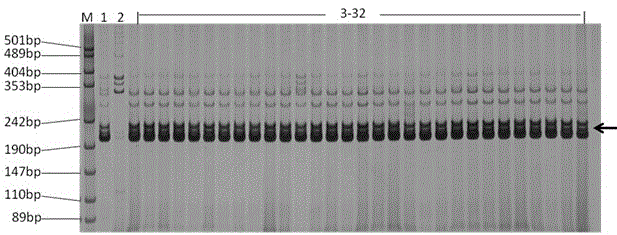 Molecular Identification Method of Cotton Null Fruiting Branch Gene