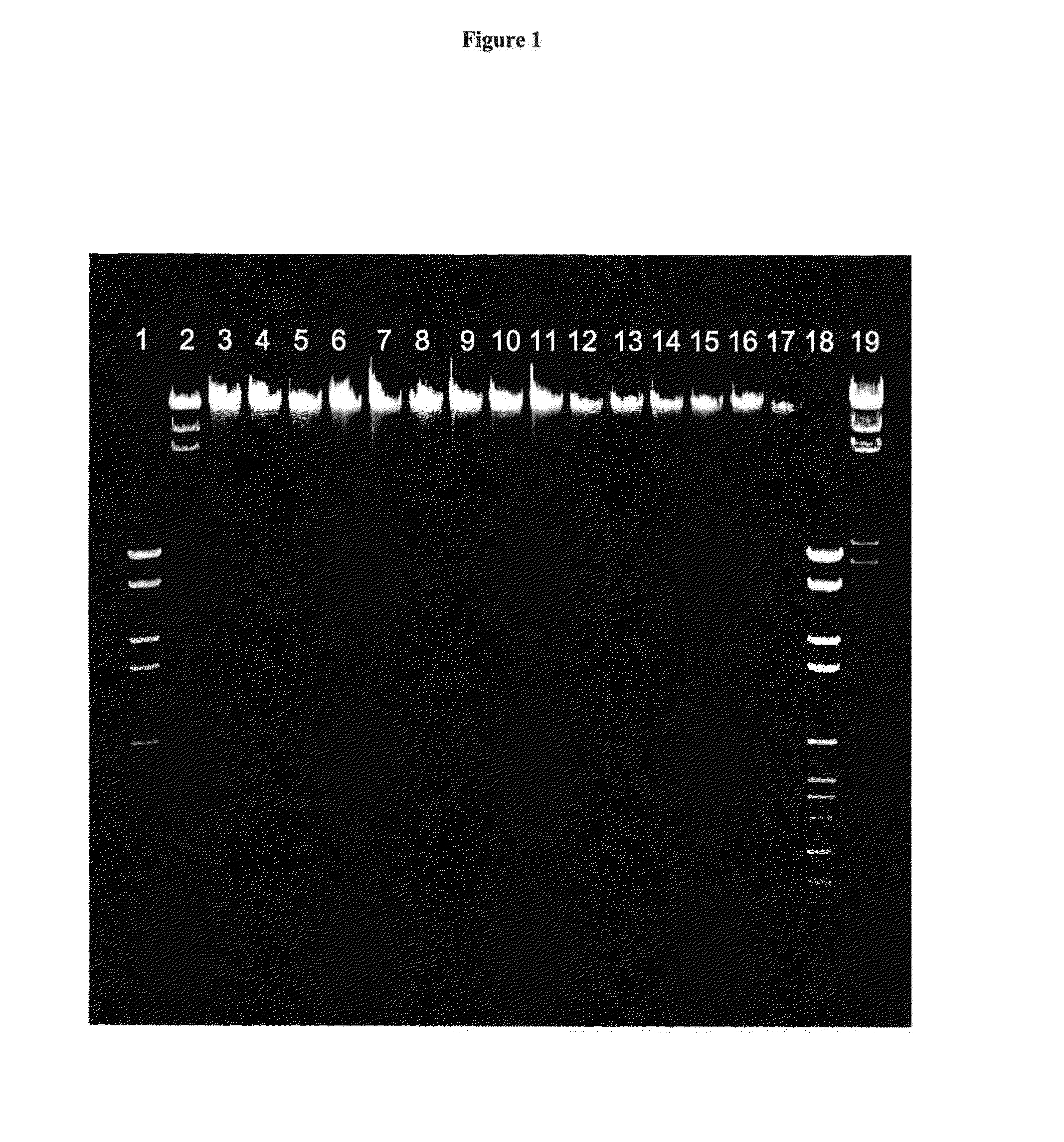 Use of tde for isolation of nucleic acids