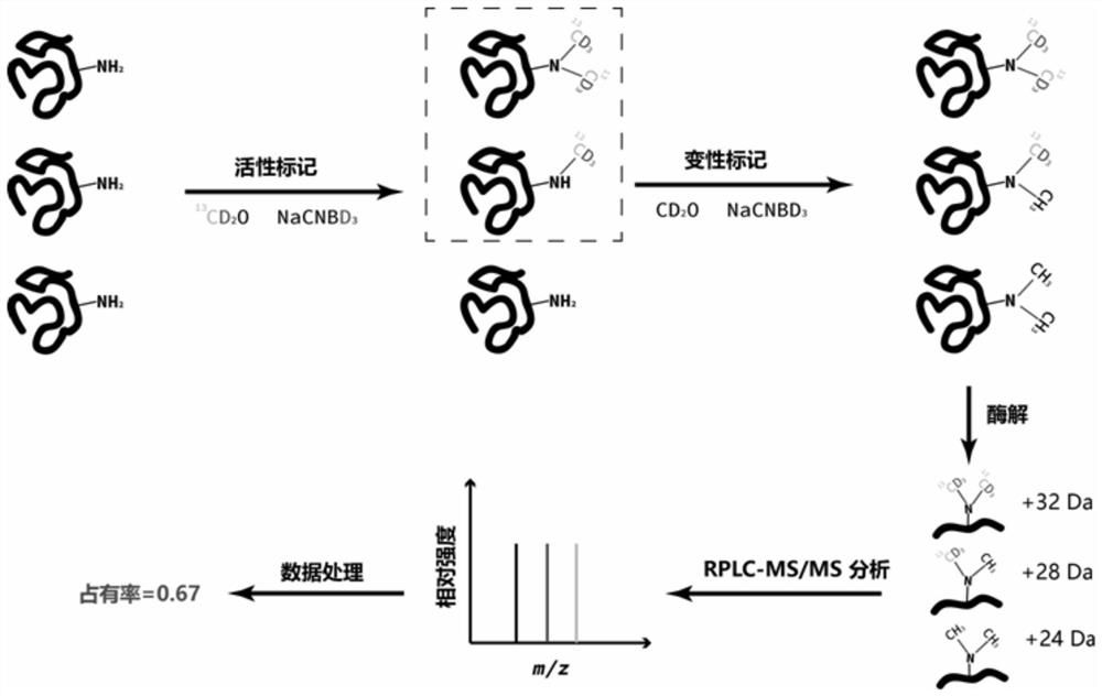 A Mass Spectrometry Method for the Interaction of Active Proteins and Small Molecules