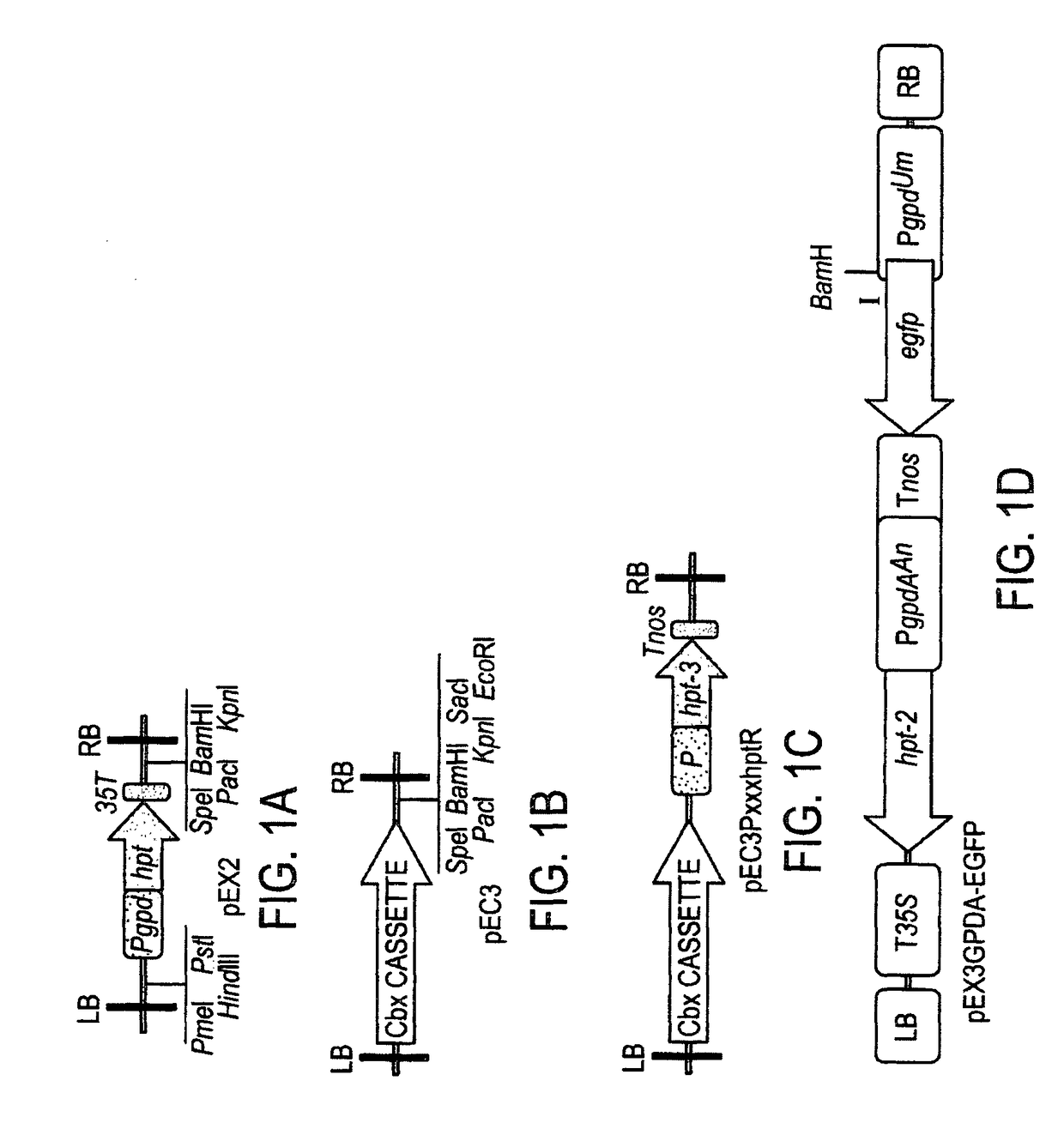 Genetic manipulation and expression systems for Pucciniomycotina and Ustilaginomycotina subphyla