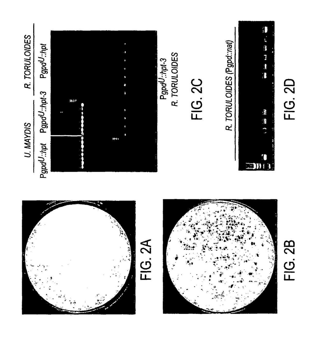 Genetic manipulation and expression systems for Pucciniomycotina and Ustilaginomycotina subphyla