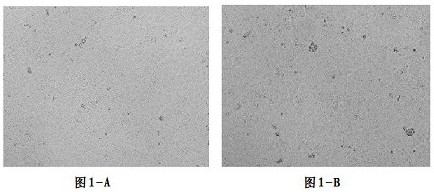 A kind of canine adenovirus type I inactivated vaccine and preparation method thereof