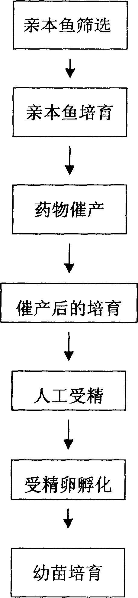 Artificial breeding method for schizothorax