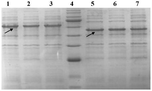 Group I serum type 4-serum type 8 avian adenovirus bivalent subunit vaccine and preparation method thereof