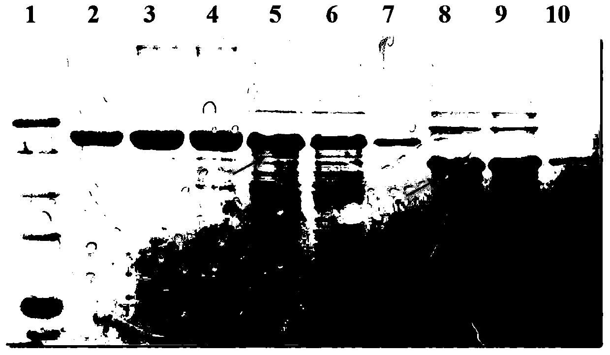 Group I serum type 4-serum type 8 avian adenovirus bivalent subunit vaccine and preparation method thereof