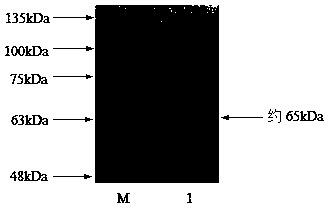 ELISA (Enzyme Linked Immunosorbent Assay) kit for detecting porcine epidemic diarrhea virus antibody