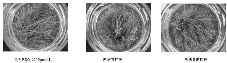 Application of ISR mechanism based disease-resistant inductive agent in preventing and treating turfgrass disease