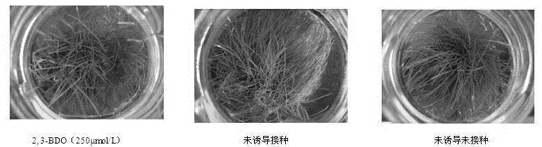 Application of ISR mechanism based disease-resistant inductive agent in preventing and treating turfgrass disease