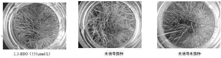 Application of ISR mechanism based disease-resistant inductive agent in preventing and treating turfgrass disease