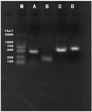 A compound lactic acid bacteria teat cleaning solution for improving milk teat micro-ecological system