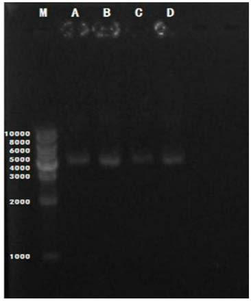 A compound lactic acid bacteria teat cleaning solution for improving milk teat micro-ecological system