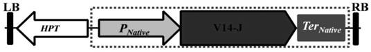 rice mterf transcription termination factor gene  <i>v14</i> and its application