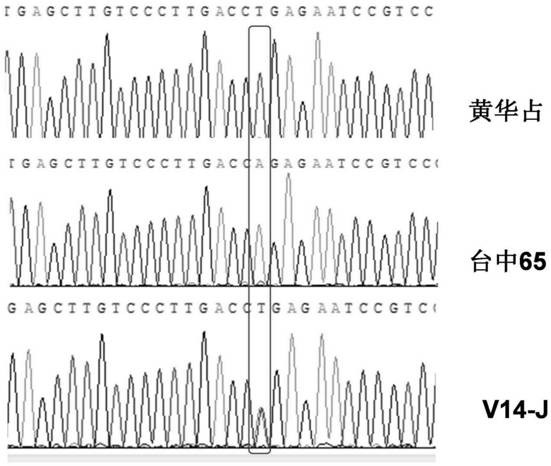 rice mterf transcription termination factor gene  <i>v14</i> and its application