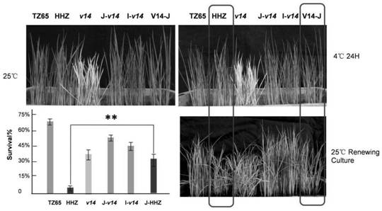 rice mterf transcription termination factor gene  <i>v14</i> and its application