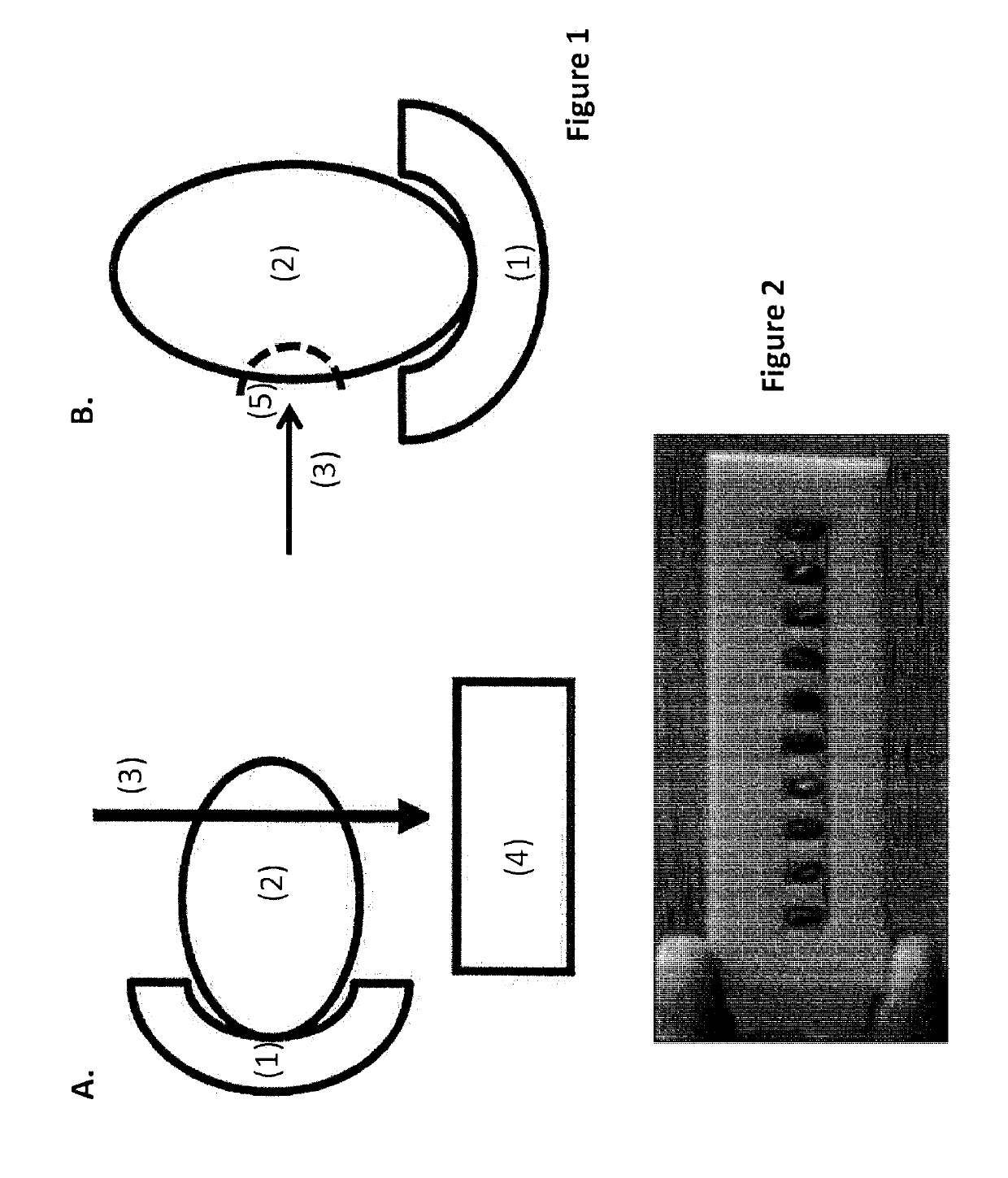 Non-destructive seed genotyping