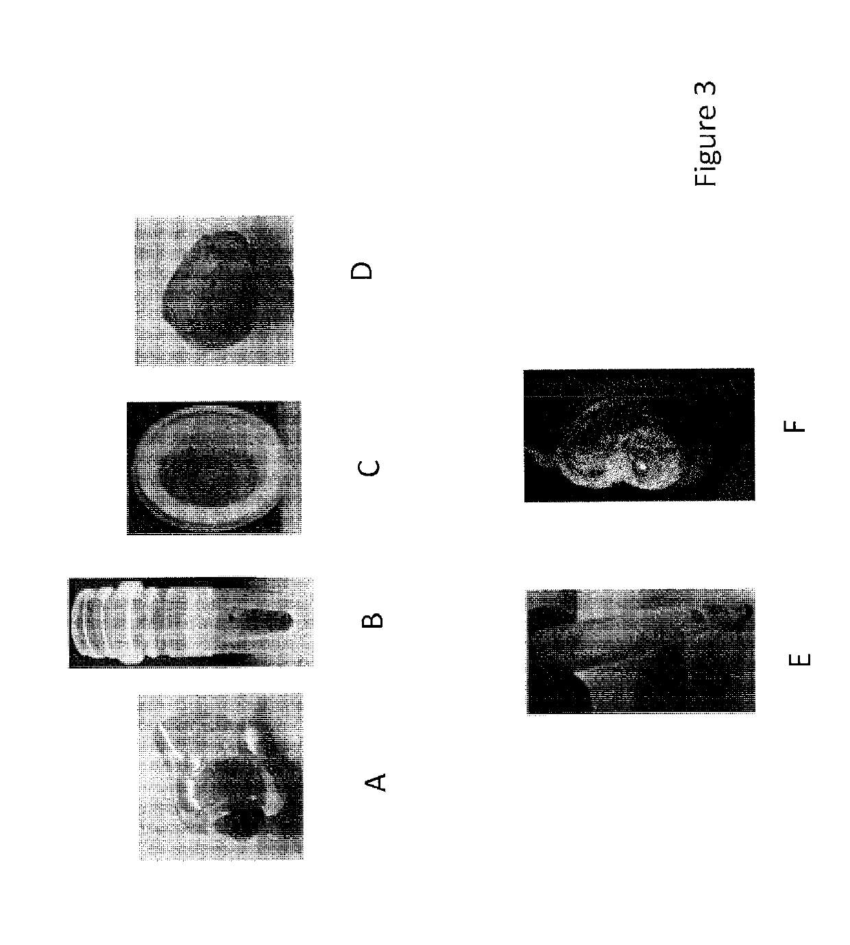 Non-destructive seed genotyping