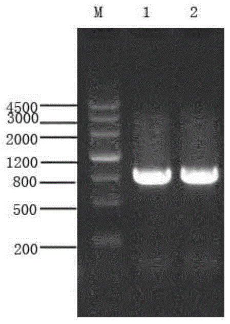 Staphylococcus aureus mntc recombinant protein and its preparation method and application