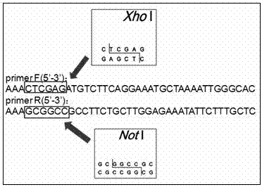 Application of peroxidase to preparation of drug for preventing and treating cerebrovascular diseases