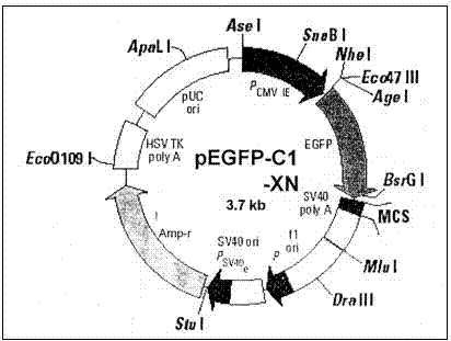 Application of peroxidase to preparation of drug for preventing and treating cerebrovascular diseases