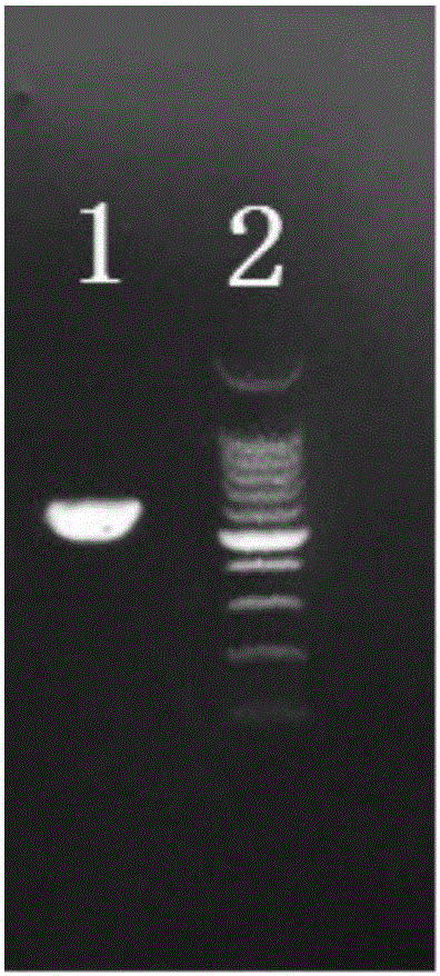 CD19 specific chimeric antigen receptor and encoding gene and application thereof