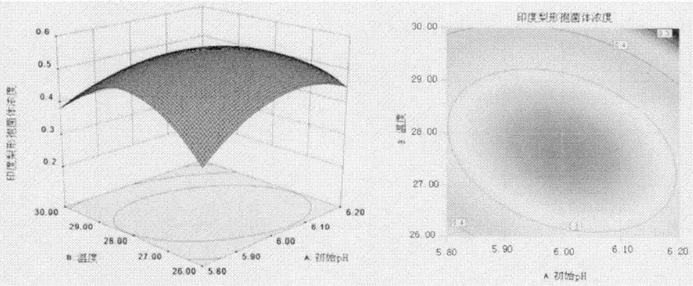 Application of piriformospora indica as corn fertilizer