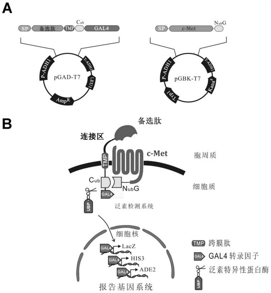 Screening and application of targeted biological peptide for inhibiting autoimmune inflammatory response of eyes