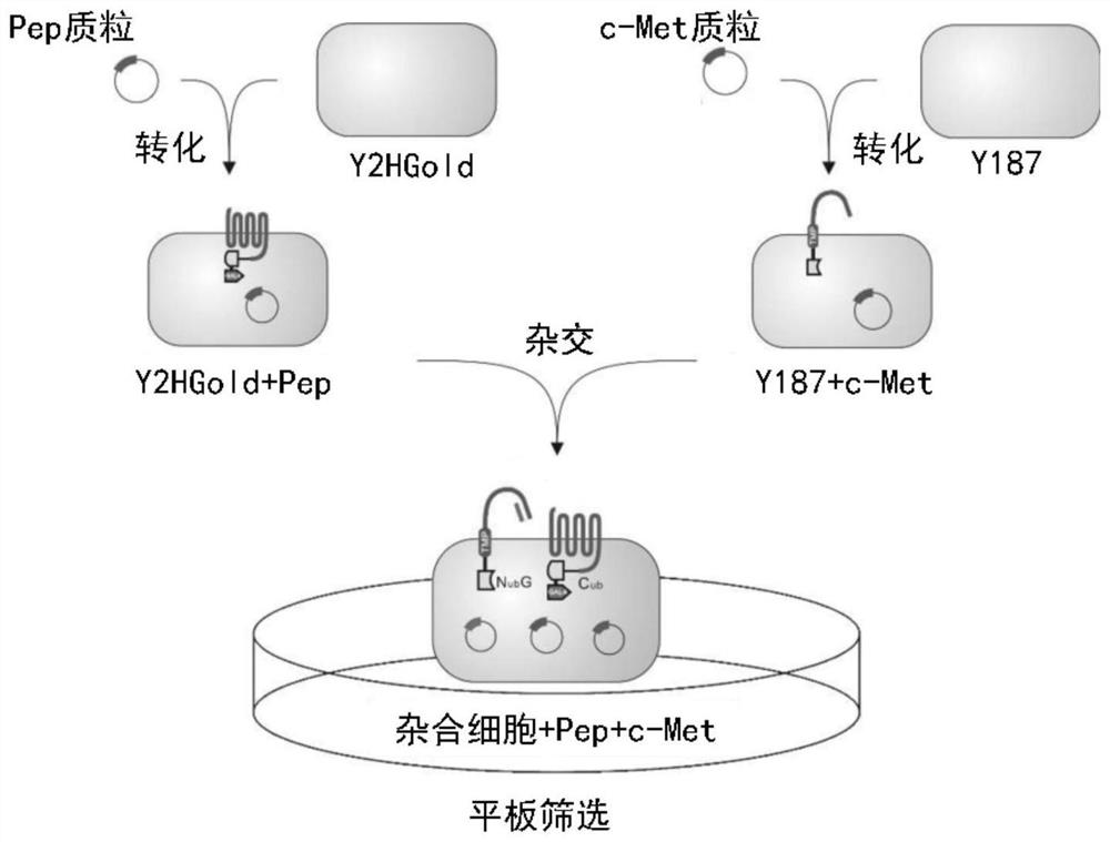 Screening and application of targeted biological peptide for inhibiting autoimmune inflammatory response of eyes