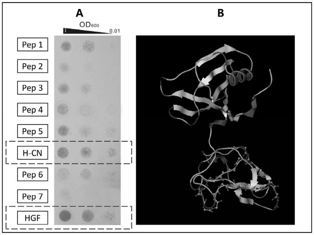 Screening and application of targeted biological peptide for inhibiting autoimmune inflammatory response of eyes