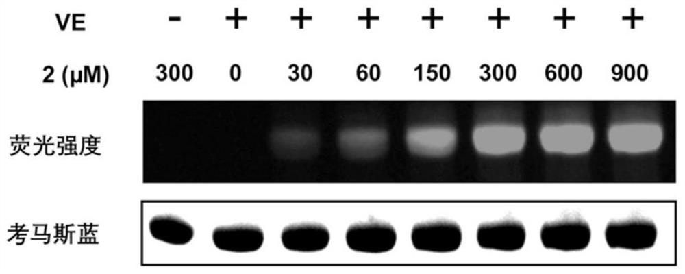 Visible light biocompatible reactive composition and application thereof