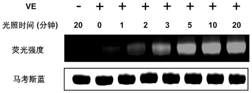 Visible light biocompatible reactive composition and application thereof