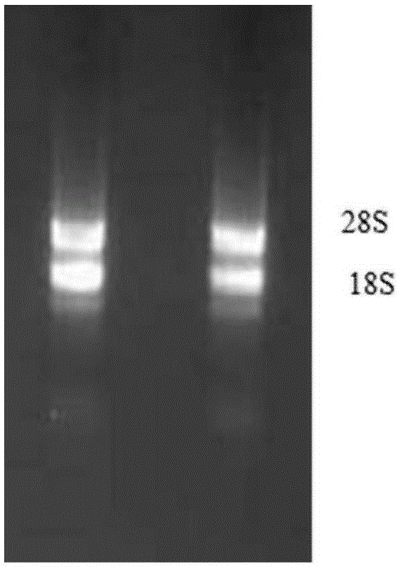 Wheat 3-hydroxy-3-methylglutaryl-coenzyme A reductase (TaHMGR) gene, isolation and cloning method thereof, site-specific mutagenesis method thereof and enzyme function detection method thereof