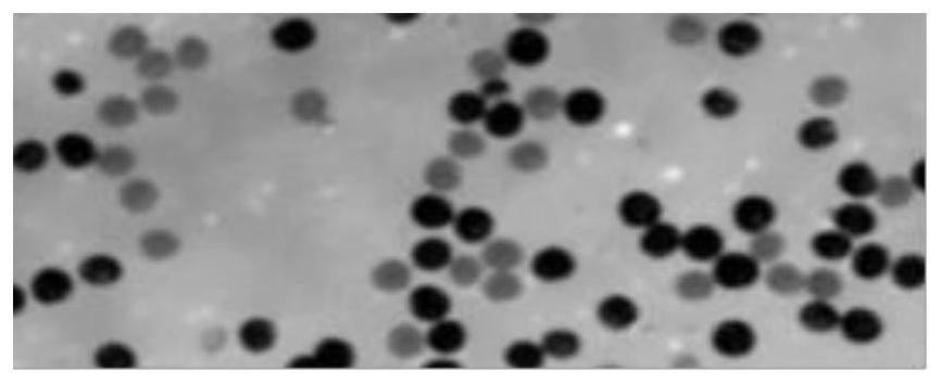 Application of Zmcps gene to preparation of male sterile line of corn