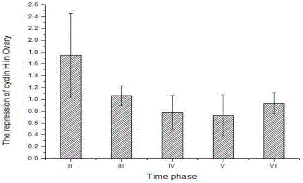 Penaeus monodon cell cycle protein E gene sequence and preparation method and application thereof