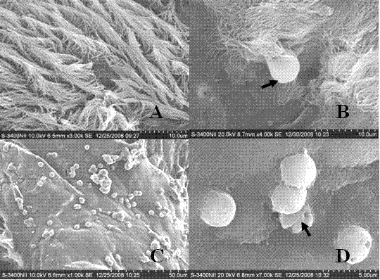 Method for establishing in-vitro culture model of cryptosporidium baileyi