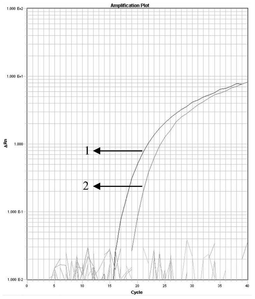 Real-time fluorescent PCR detection method and special kit of reagents for rhododendron fusarium wilt