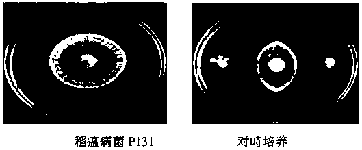 A strain of Bacillus pumilus s9 for controlling rice blast