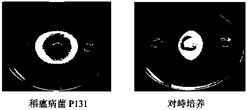 A strain of Bacillus pumilus s9 for controlling rice blast