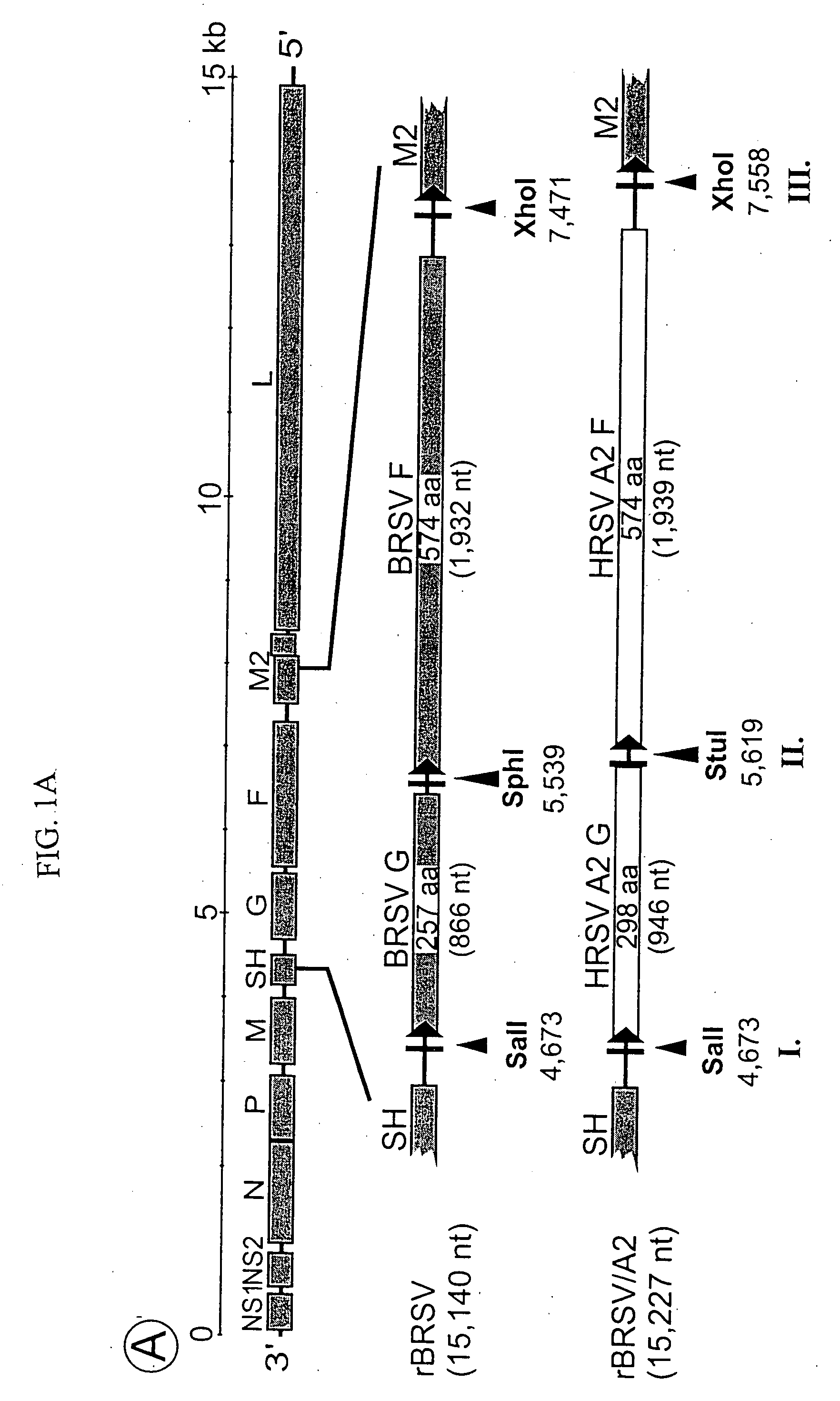 Production of attenuated, human-bovine chimeric respiratory syncytial virus vaccines