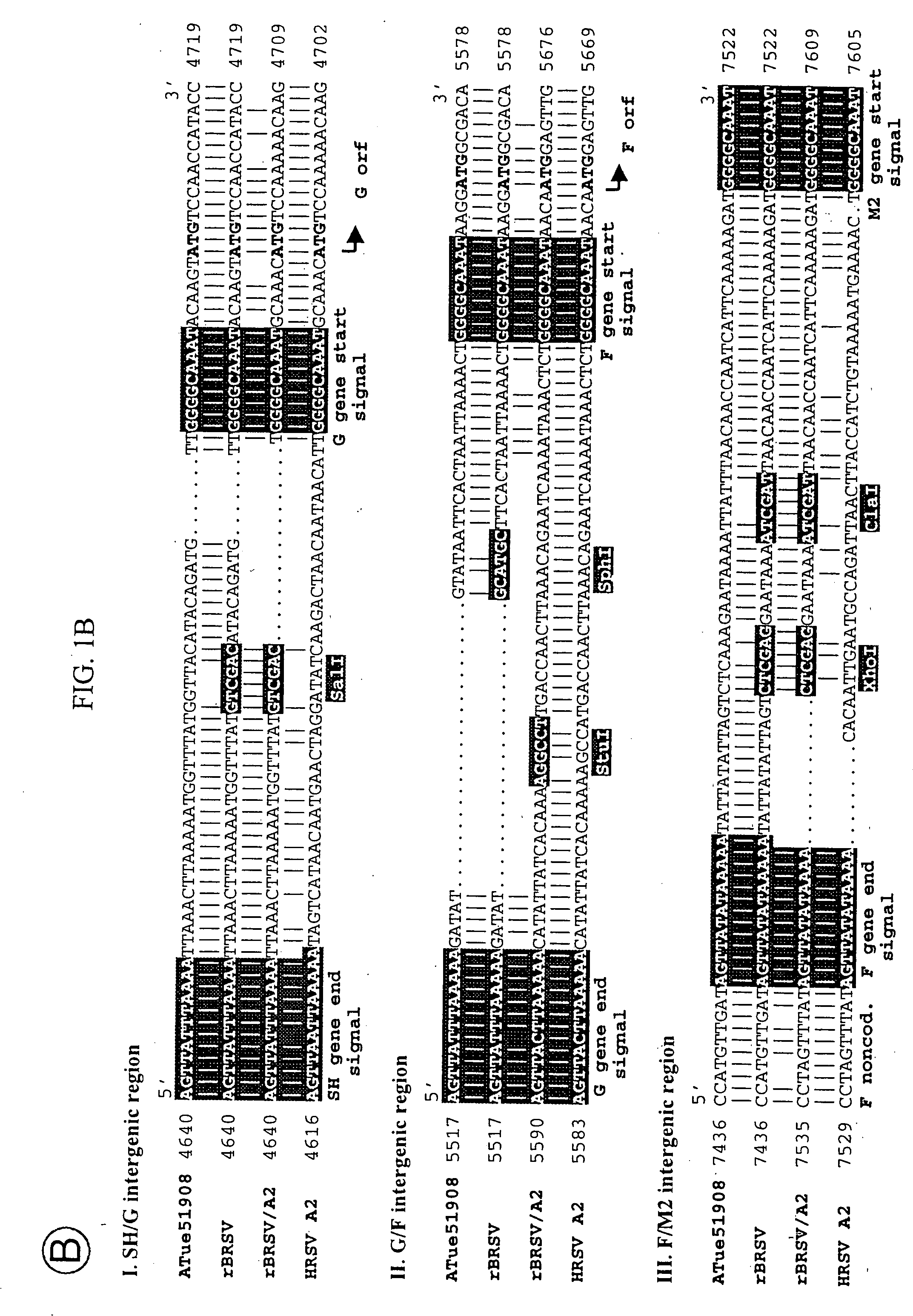 Production of attenuated, human-bovine chimeric respiratory syncytial virus vaccines