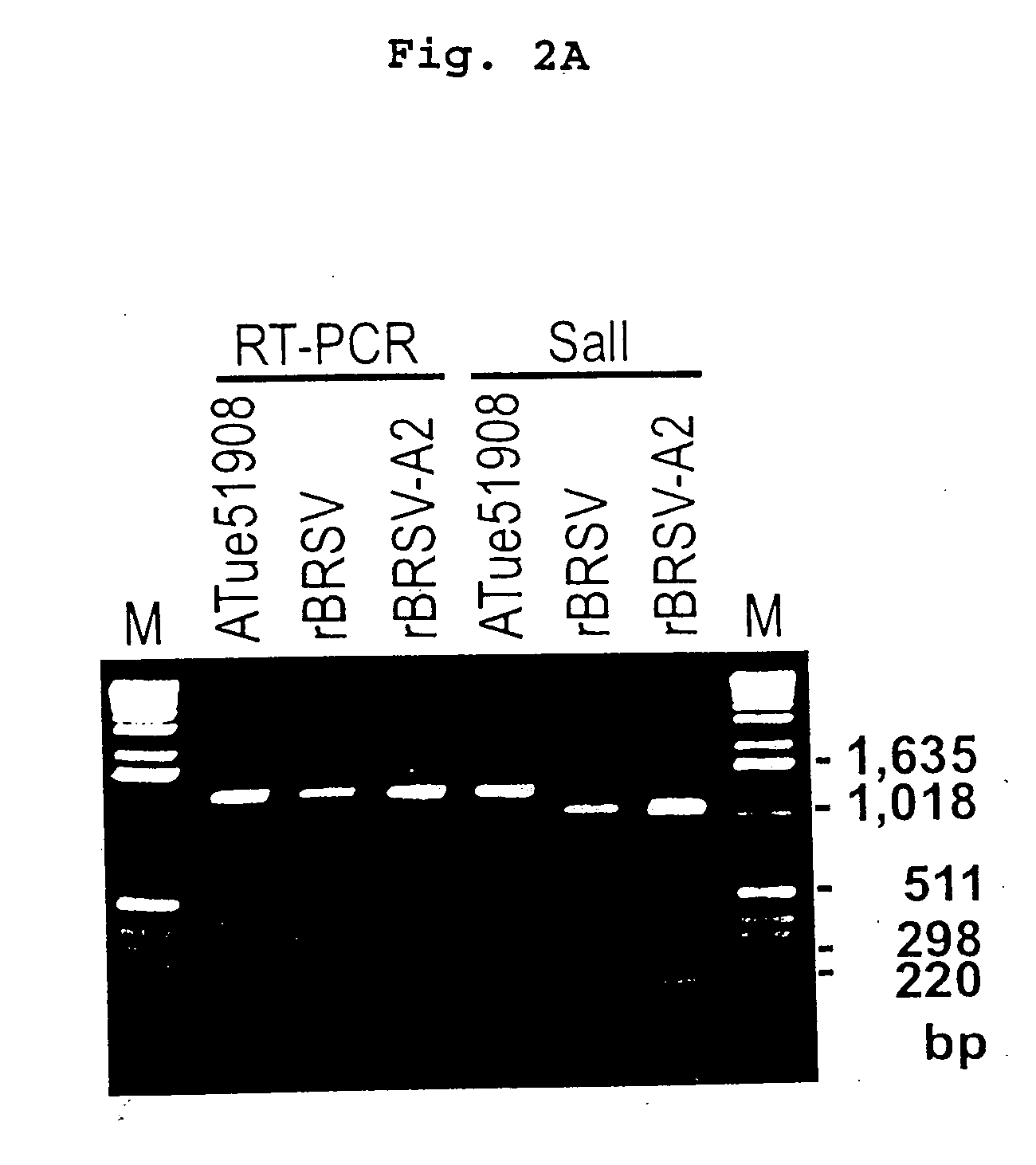 Production of attenuated, human-bovine chimeric respiratory syncytial virus vaccines