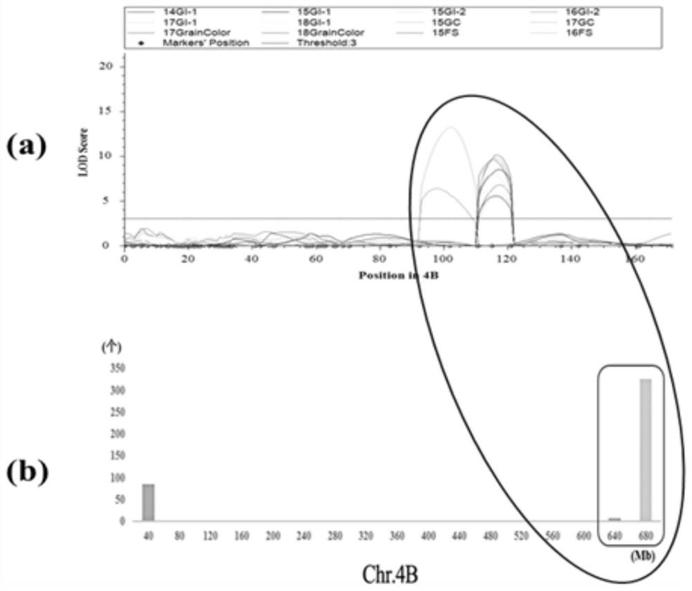 SNP molecular marker related to wheat ear germination resistance and application thereof