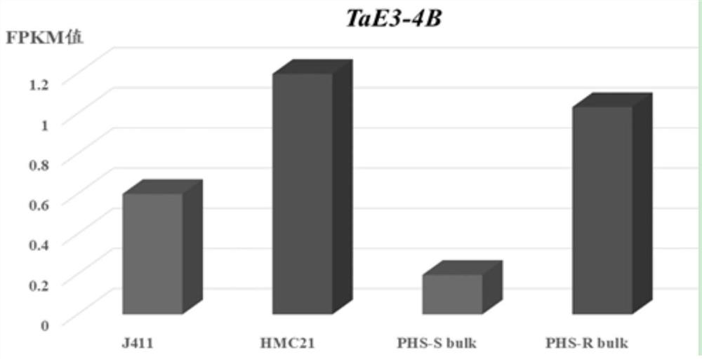 SNP molecular marker related to wheat ear germination resistance and application thereof