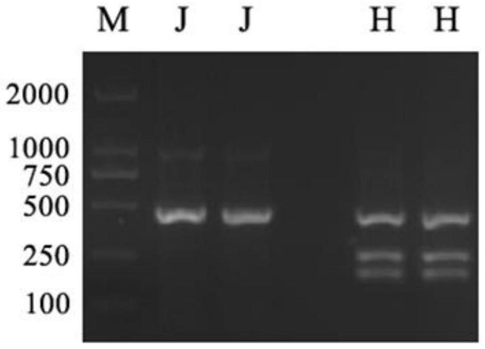 SNP molecular marker related to wheat ear germination resistance and application thereof