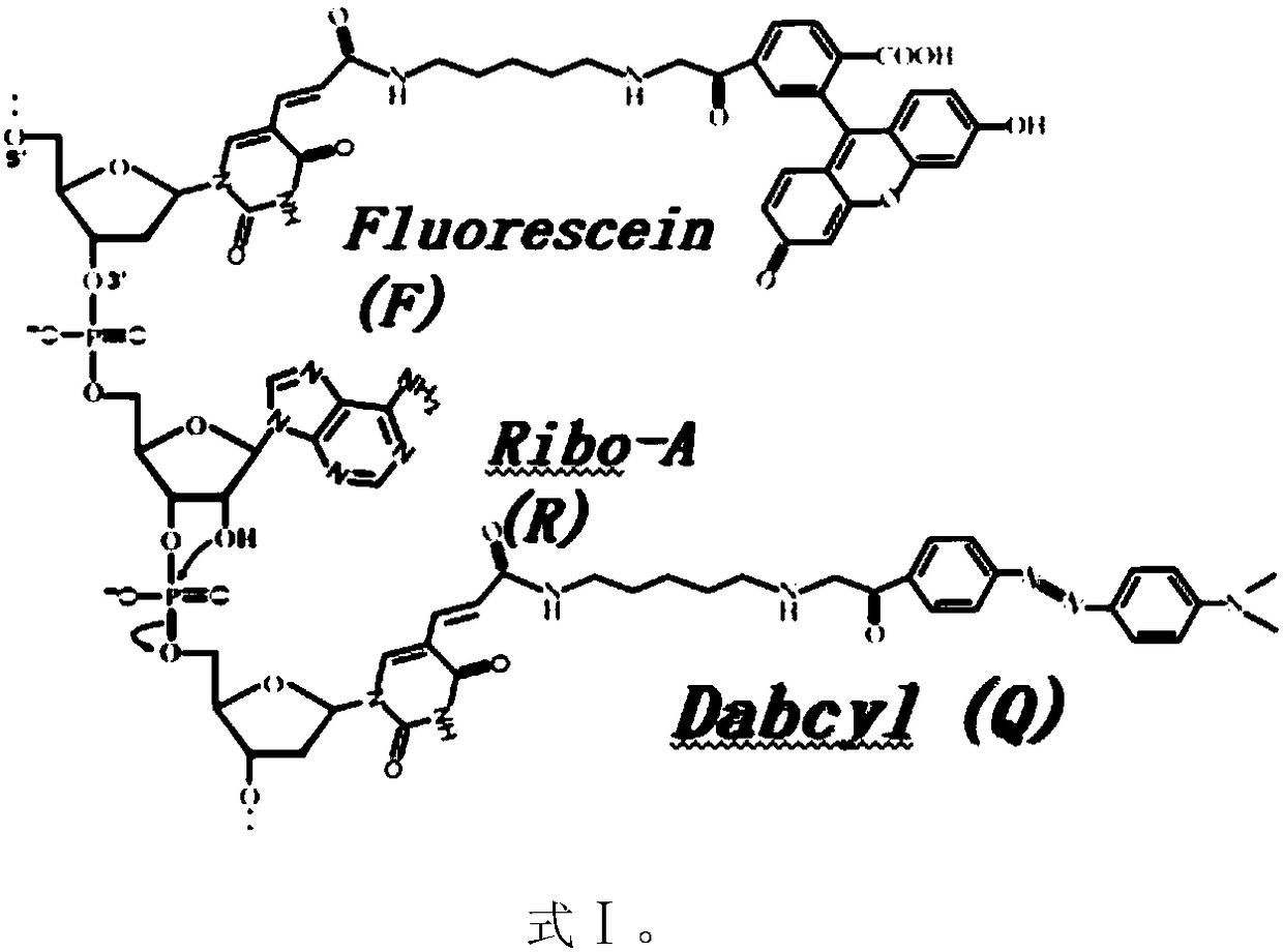 Deoxyribozyme probe for detecting staphylococcus aureus as well as application thereof