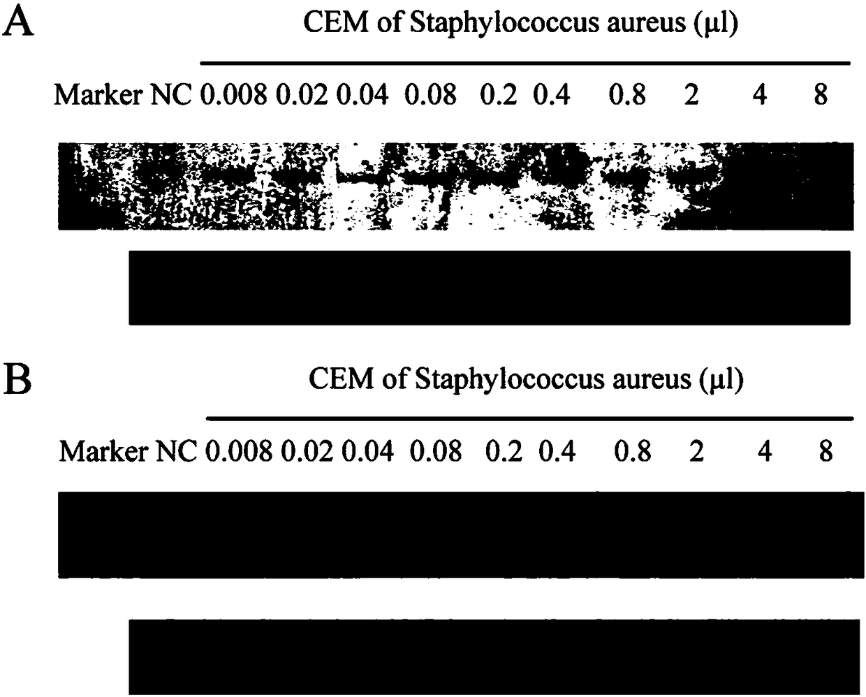 Deoxyribozyme probe for detecting staphylococcus aureus as well as application thereof