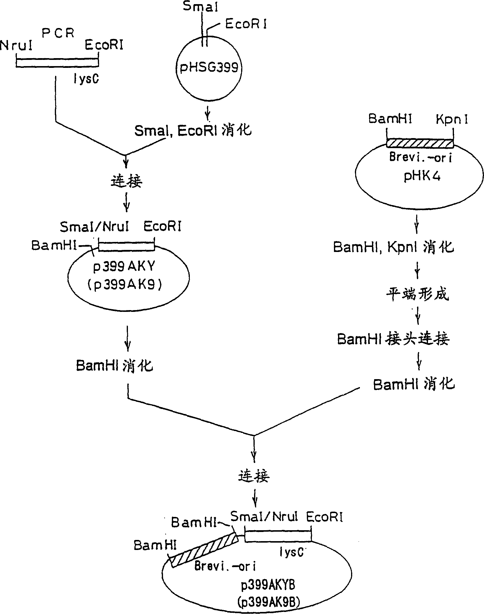 Method for producing l-lysine